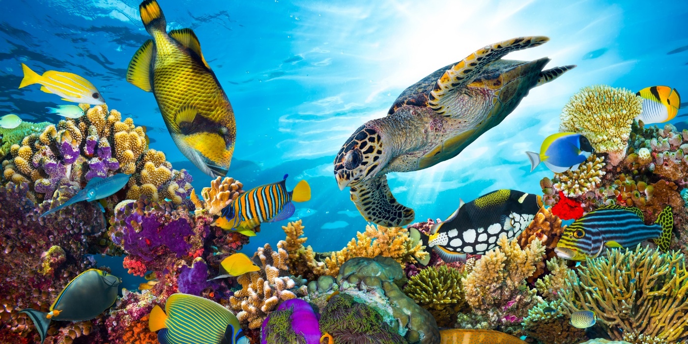 The Great Barrier Reef - Climate Change Mitigation and Adaptation