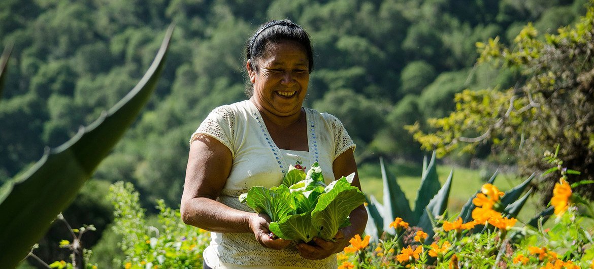 An inhabitant of the Sierra Gorda collects the vegetables produced in a sustainable project.